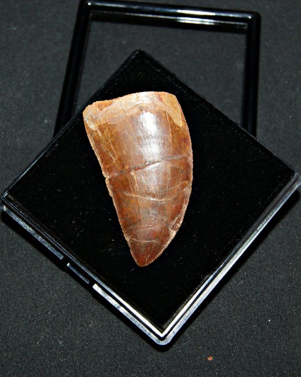 Carcharodontosaurus saharicus