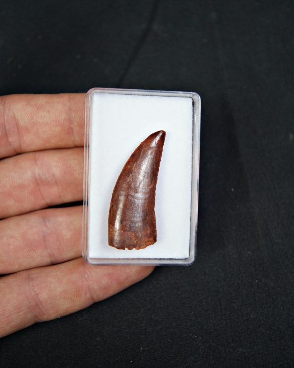 Raptor Deltadromeus agilis