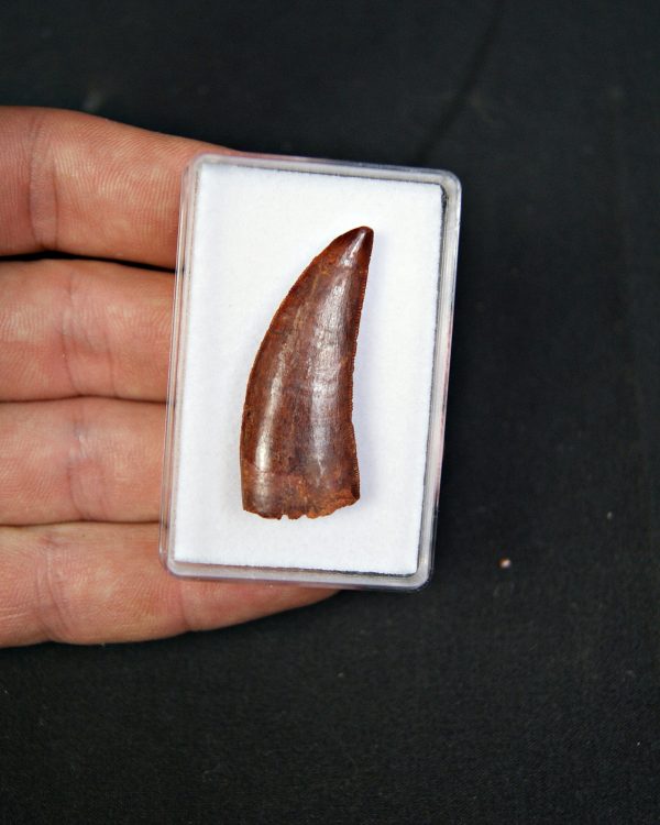 Raptor Deltadromeus agilis