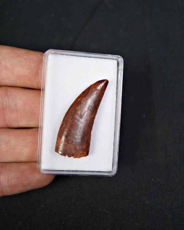 Raptor Deltadromeus agilis