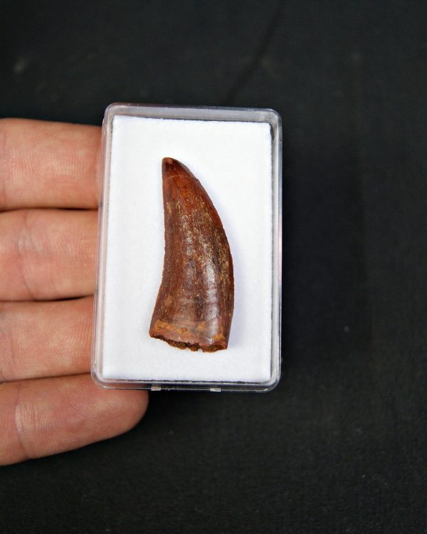 Raptor Deltadromeus agilis