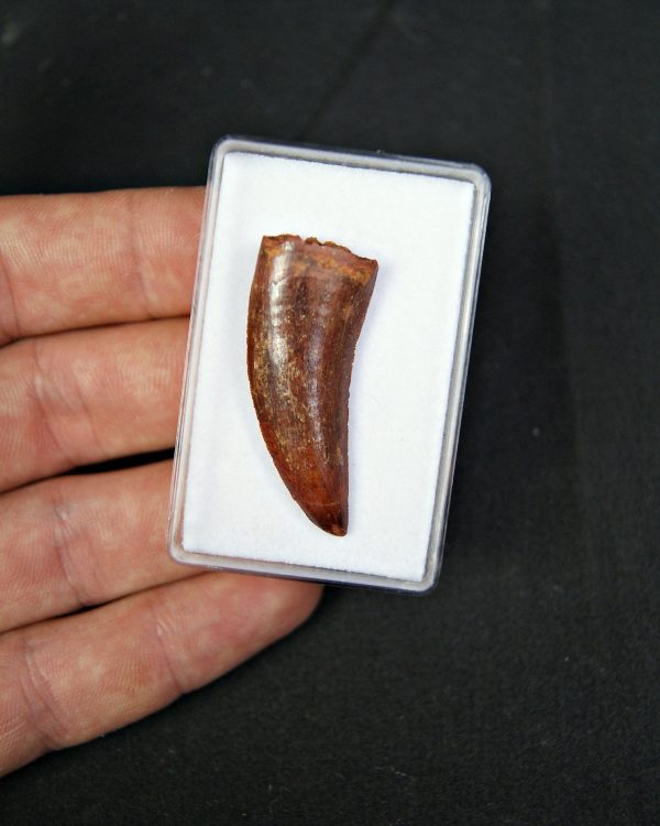 Raptor Deltadromeus agilis