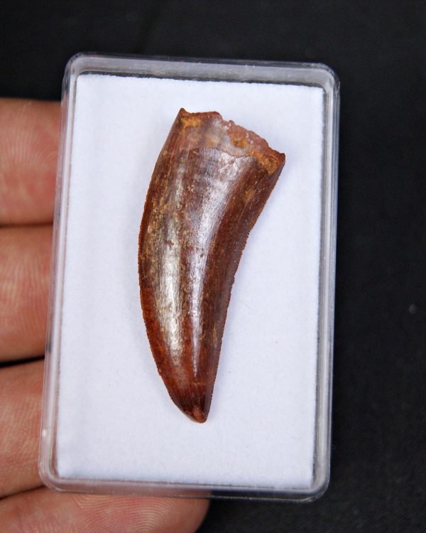 Raptor Deltadromeus agilis