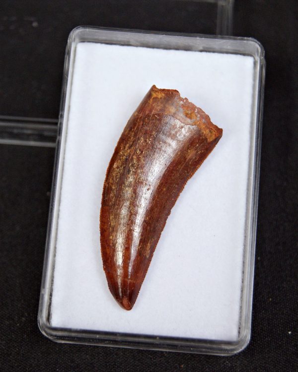 Raptor Deltadromeus agilis