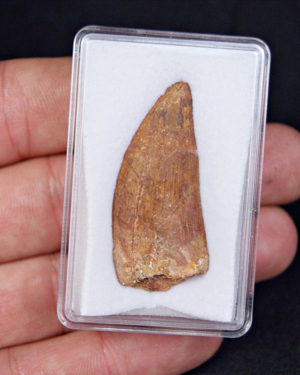 Carcharodontosaurus saharicus