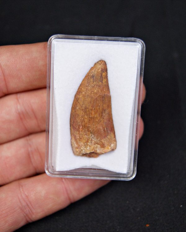 Carcharodontosaurus saharicus