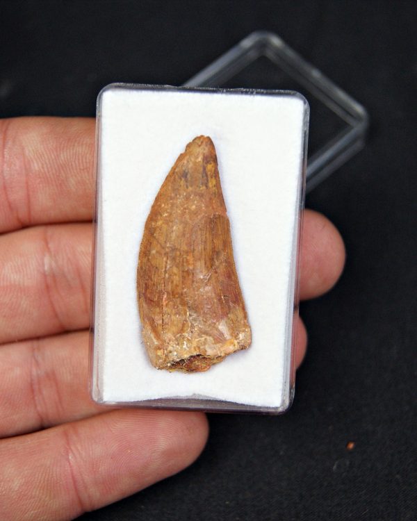 Carcharodontosaurus saharicus