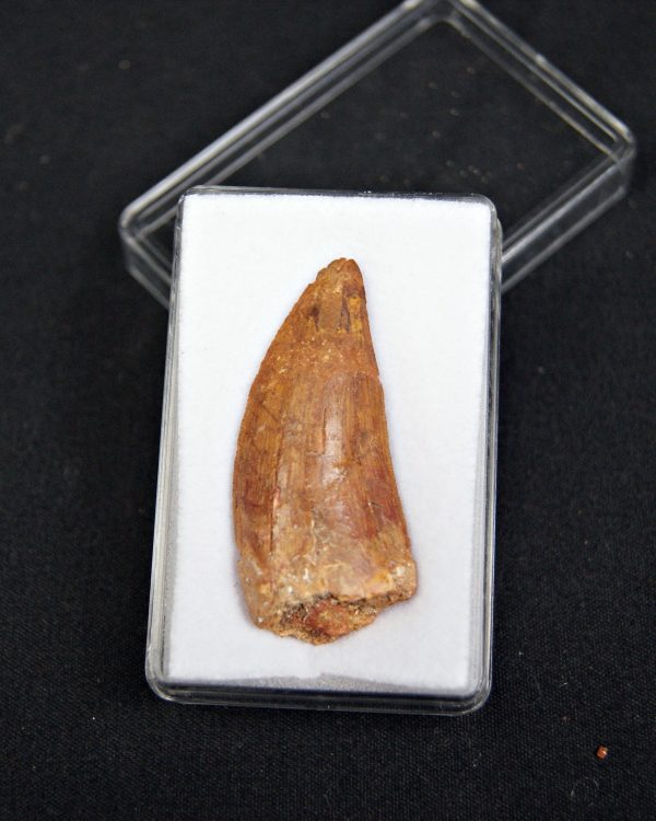 Carcharodontosaurus saharicus