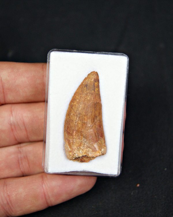 Carcharodontosaurus saharicus