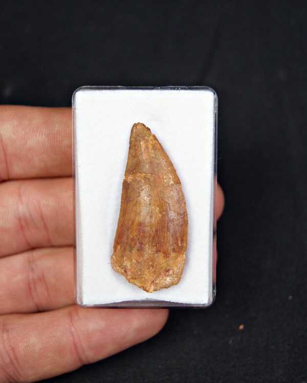 Carcharodontosaurus saharicus