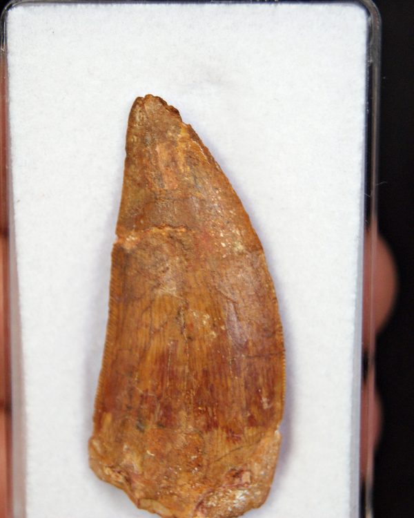 Carcharodontosaurus saharicus