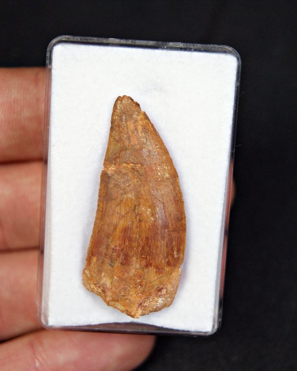 Carcharodontosaurus saharicus