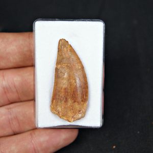 Carcharodontosaurus saharicus