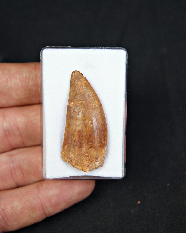 Carcharodontosaurus saharicus