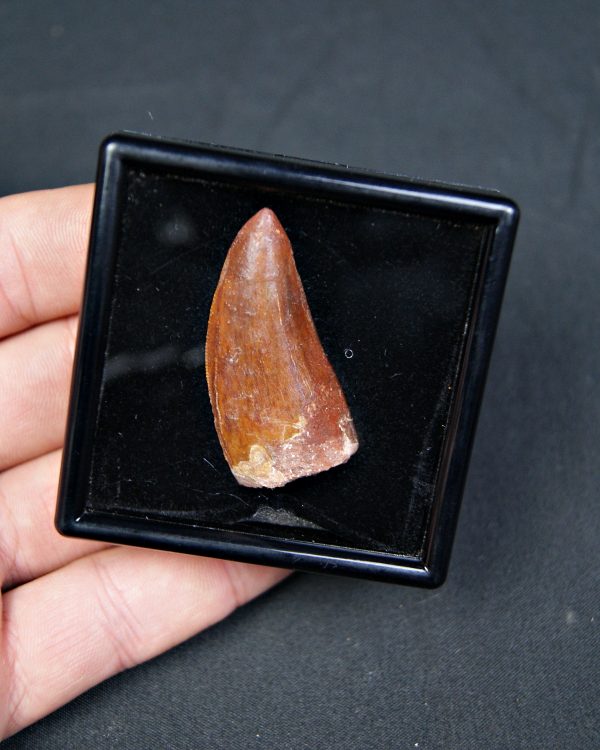 Carcharodontosaurus saharicus