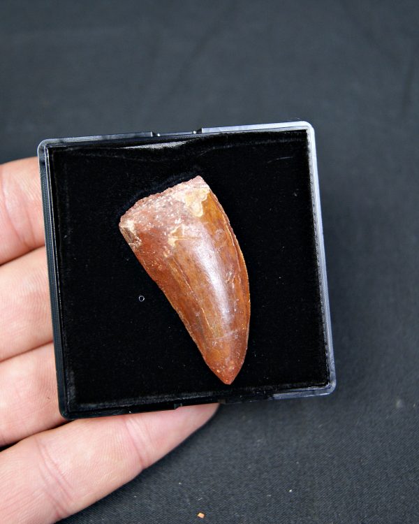 Carcharodontosaurus saharicus