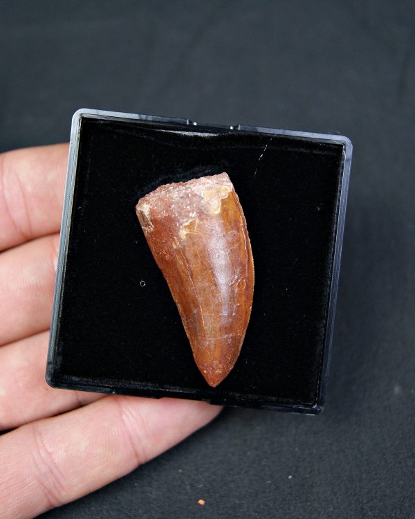 Carcharodontosaurus saharicus