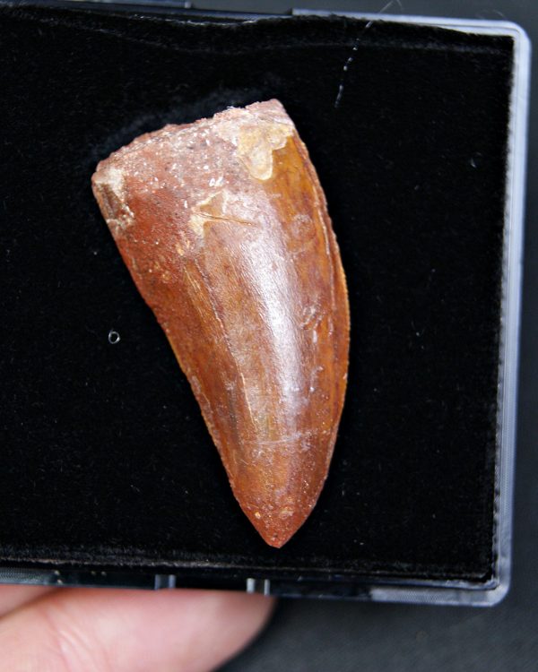 Carcharodontosaurus saharicus