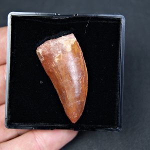 Carcharodontosaurus saharicus