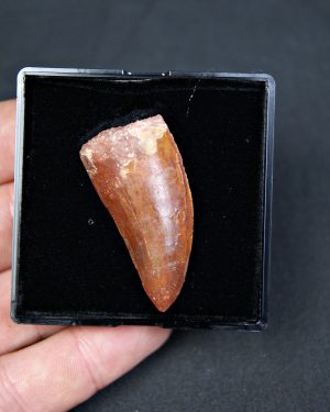 Carcharodontosaurus saharicus