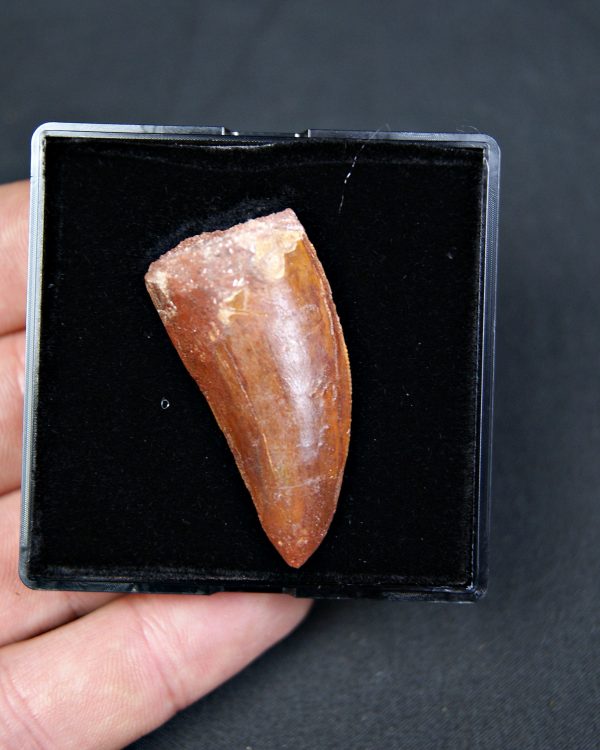 Carcharodontosaurus saharicus