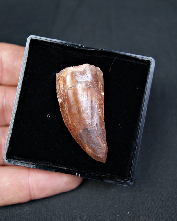 Carcharodontosaurus saharicus