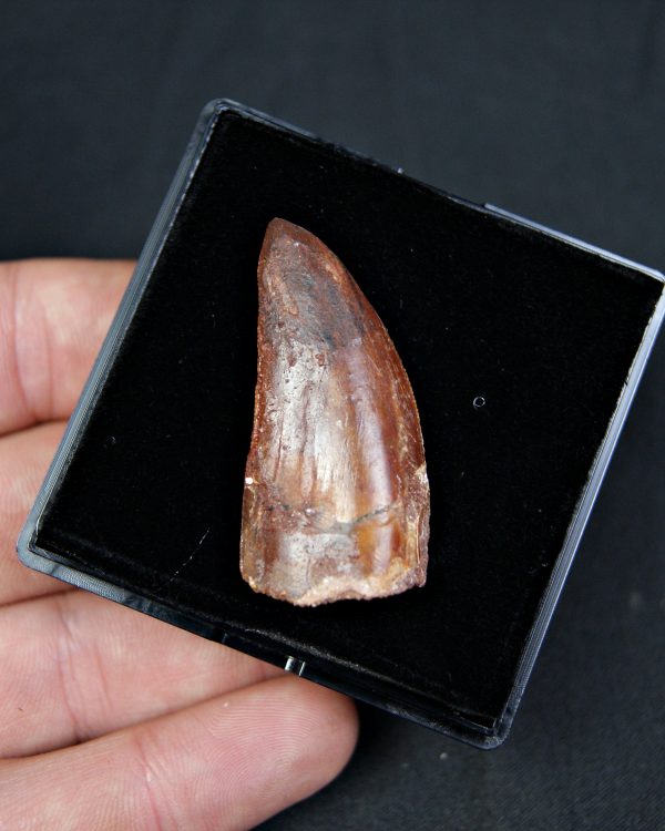 Carcharodontosaurus saharicus