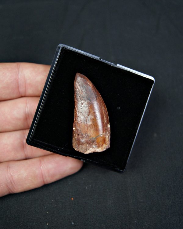 Carcharodontosaurus saharicus