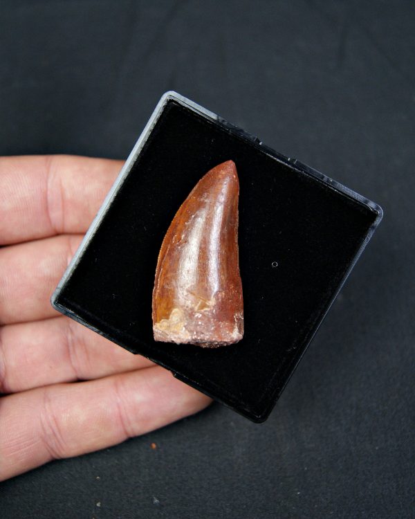 Carcharodontosaurus saharicus