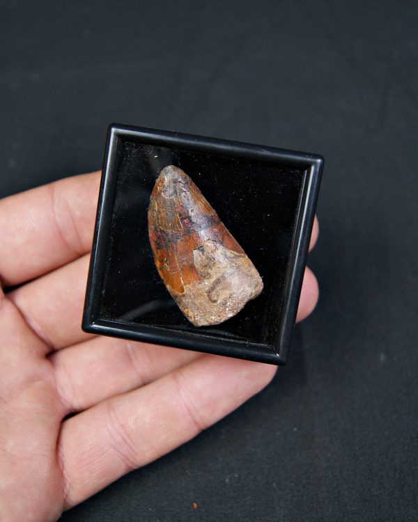 Carcharodontosaurus saharicus