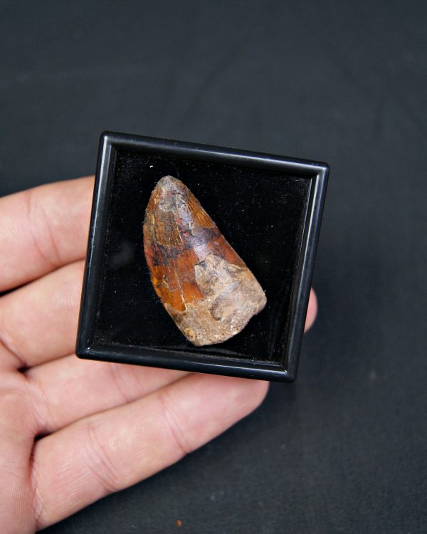 Carcharodontosaurus saharicus