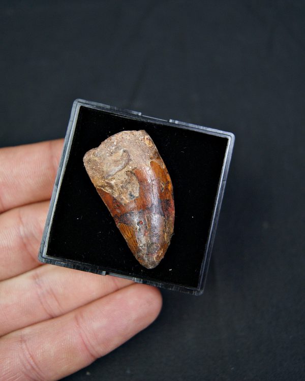 Carcharodontosaurus saharicus