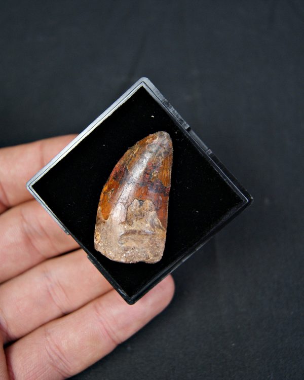 Carcharodontosaurus saharicus