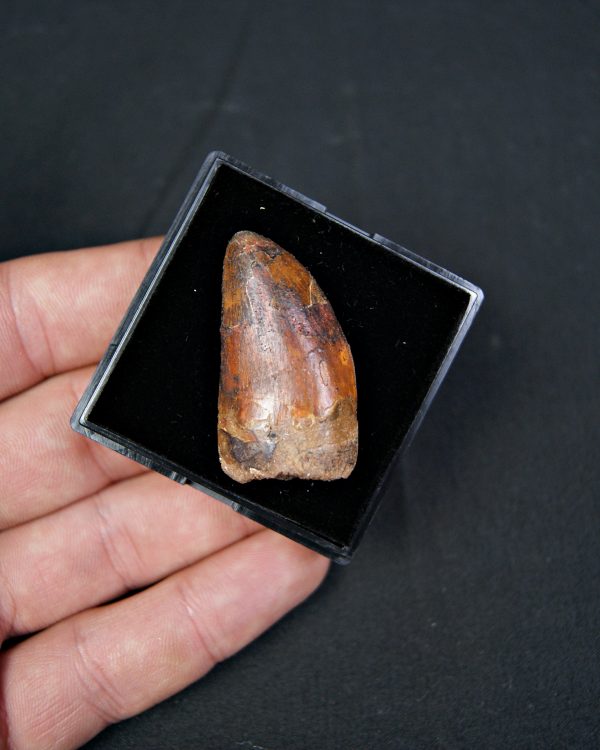 Carcharodontosaurus saharicus