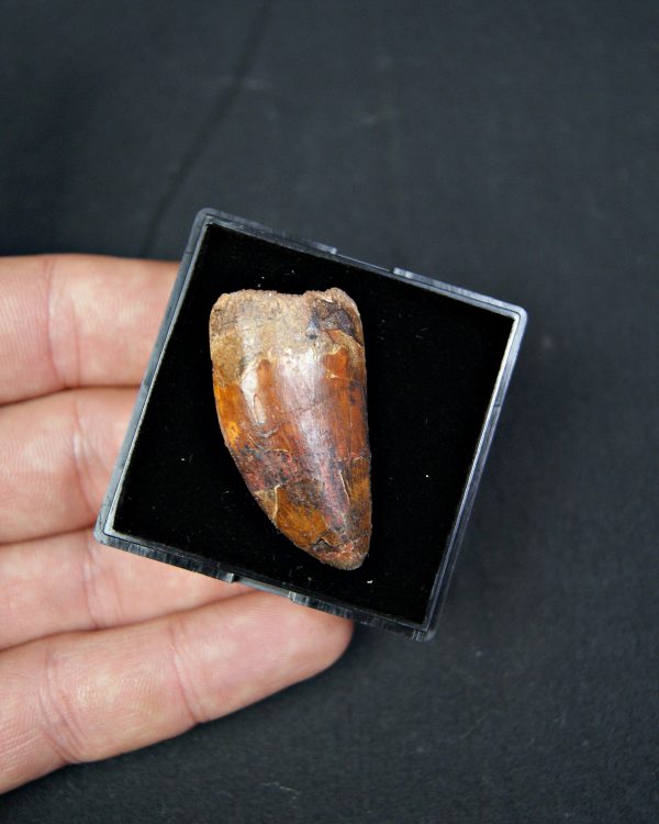 Carcharodontosaurus saharicus