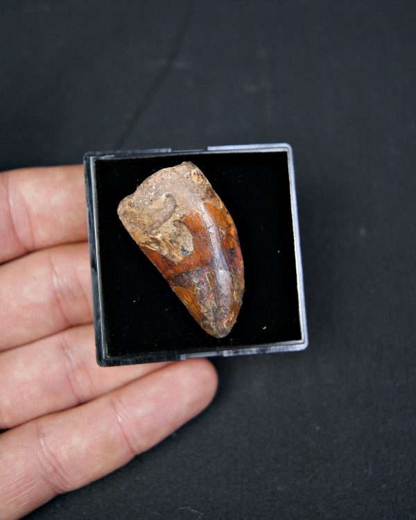 Carcharodontosaurus saharicus