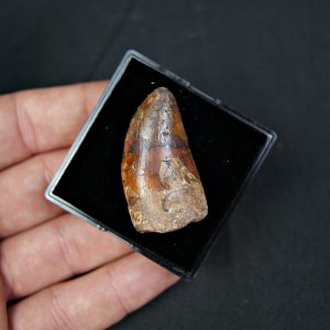 Carcharodontosaurus saharicus