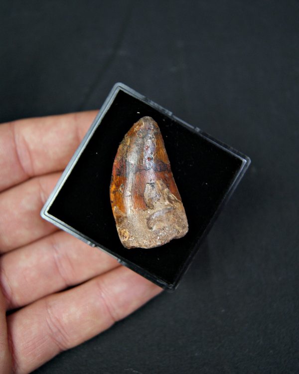 Carcharodontosaurus saharicus