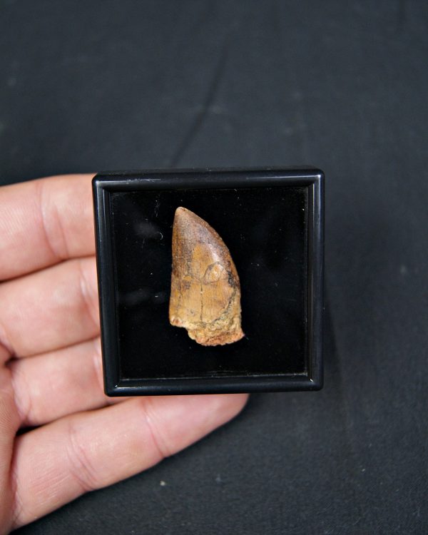 Carcharodontosaurus saharicus