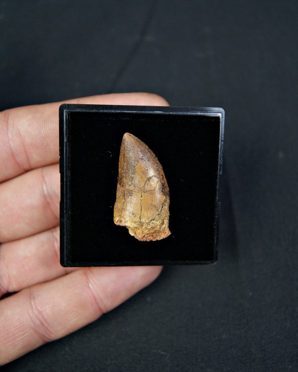 Carcharodontosaurus saharicus