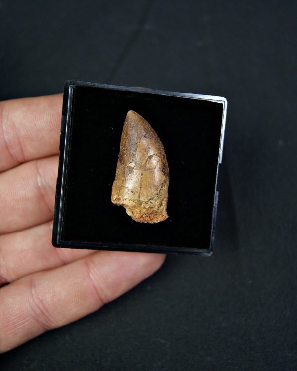 Carcharodontosaurus saharicus