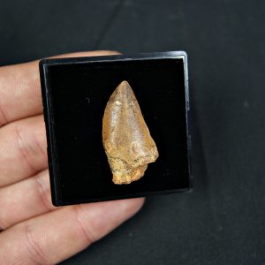 Carcharodontosaurus saharicus