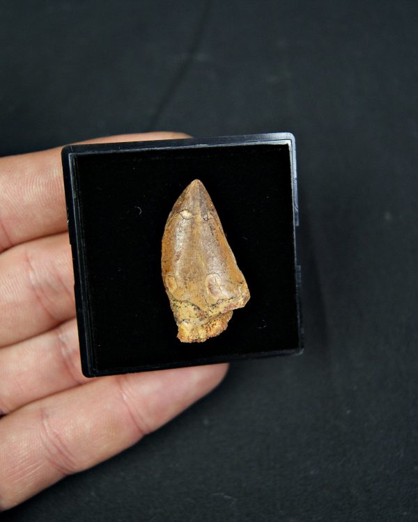 Carcharodontosaurus saharicus