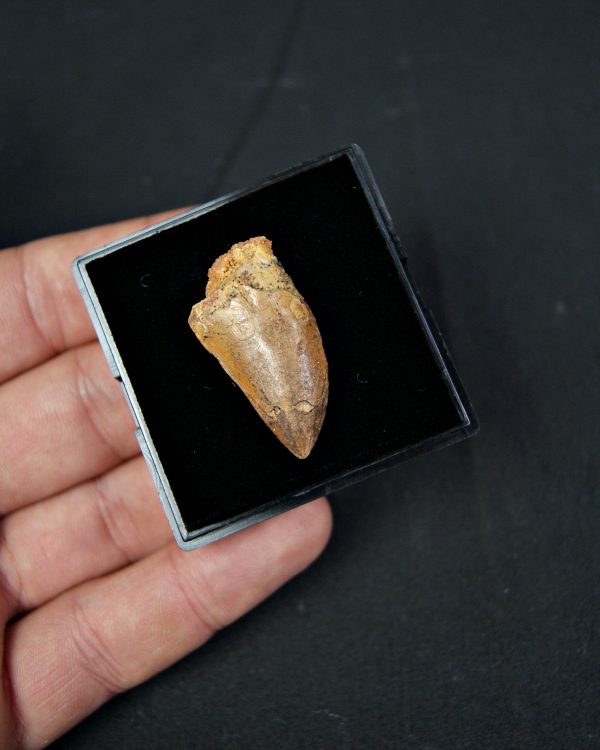 Carcharodontosaurus saharicus