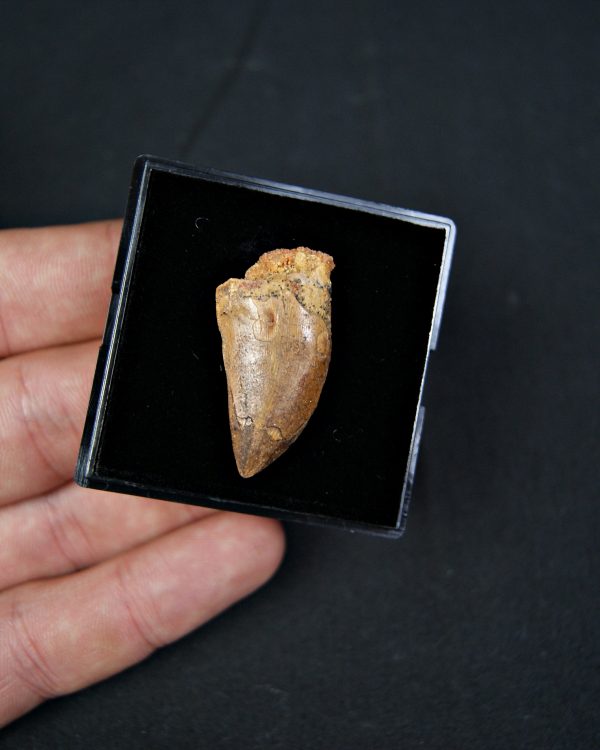 Carcharodontosaurus saharicus