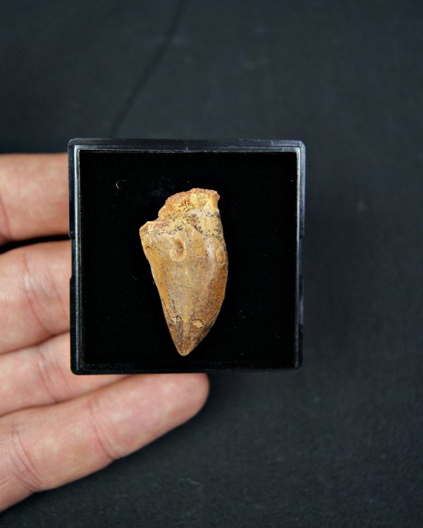 Carcharodontosaurus saharicus