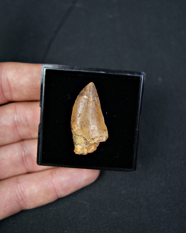 Carcharodontosaurus saharicus