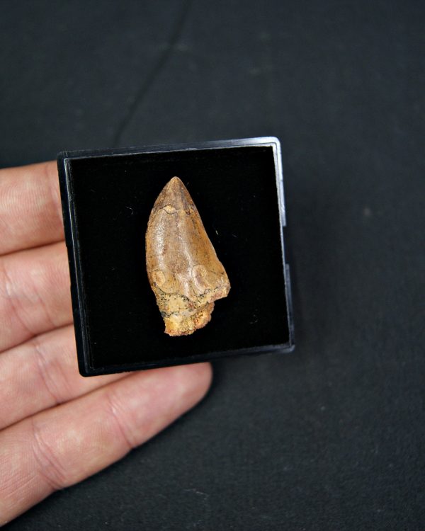 Carcharodontosaurus saharicus