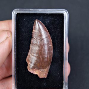 Carcharodontosaurus saharicus