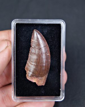 Carcharodontosaurus saharicus